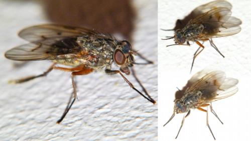 Phaonia tuguriorum